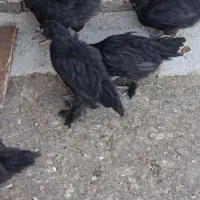 خروس نیمچه