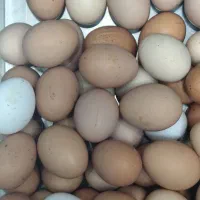 عرضه محصولات طبیعی کلاس درجه یک تمیز