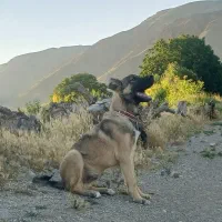 توله سرابی ۳ماهه