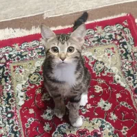 واگذاری دو تا بچه گربه
