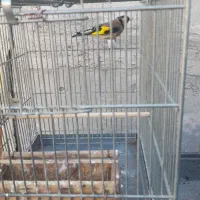 سهره جوجه قفس