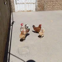مرغ و خروس