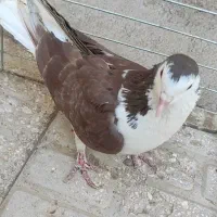 کفتر|پرنده|اردکان, |دیوار