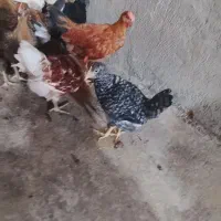 جوجه گلین ریشو۳ ماهه