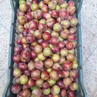 آلوچه شیرین