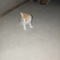 گربه خانگی