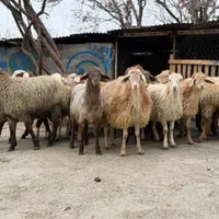 گله کردستان مغان تک فروشی