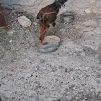 جوجه خروس