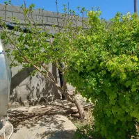 باغ ویلا داخل شاهنامه۷۶ دهشک . روستای زاک ماریان