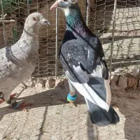 کفتر صید