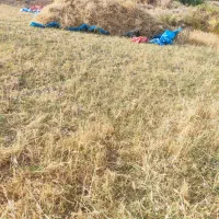 دویست وپنجاه کیلو گندم آبی،کامفیروز