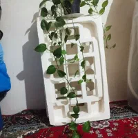 گل پتوس