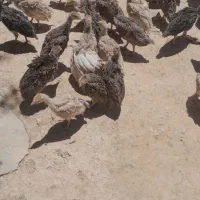 جوجه بوقلمون برنز وبوربون