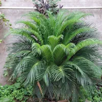 فروش گل سیکاس