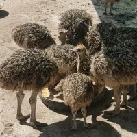 شترمرغ