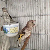 3عدد جوجه سهره سیاهسر