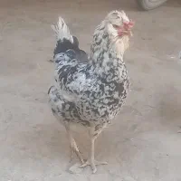 مرغ گلین