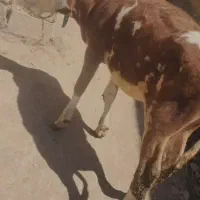 گوساله ماده سیمینتال اصیل