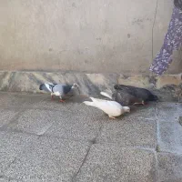 ۲۰۰|پرنده|مشهد, نیزه|دیوار
