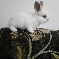 بچه خرگوش لوپ ۳۵ روزه