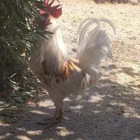 مرغ و خروس