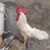 خروس فروشی