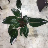 گل فیلندرون بلک  (آپارتمانی)