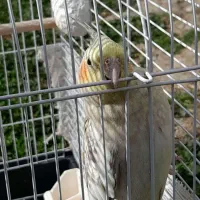عروس هلندی