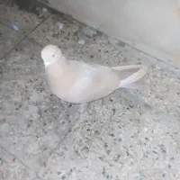 کبوتر|پرنده|تهران, شهرک ولیعصر جنوبی|دیوار