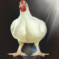 مرغ فروشی محمدرشنو زیر قیمت بازار275/000