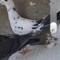 سوسکی بزک