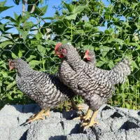 جوجه و نیمچه نژاد آمروک