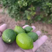 لیمو آبدار