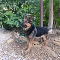 سگ ژرمن