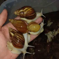 حلزون های اچاتینا استثنایی