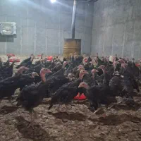 جوجه بوقلمون نیمچه 3