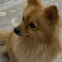 اشپیتز پامر روباهی