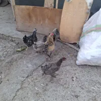 مرغ خروس گلین
