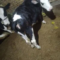 گوساله مونت ۶ماهه
