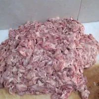 بچه فیله  .خرده مرغ