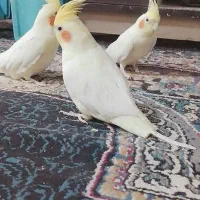 عروس هلندی بالغ