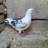 فروش چند تا کبوتر پلاکی ویه تزینی