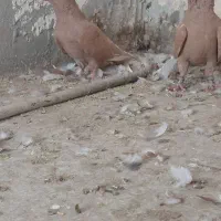 کفتر زرد دم سفید نر ماده