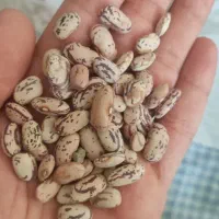 حبوبات درجه یک