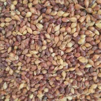 گندم|خوردنی و آشامیدنی|مبارکه, |دیوار