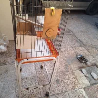 قفس خالی ویک قفس به همراه عروس هلندی