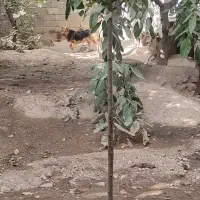 سگ ژرمن