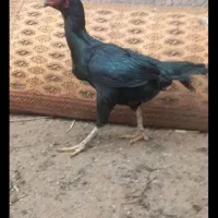 پرنده|پرنده|کرج, مهرویلا شمالی|دیوار