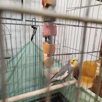 عروس هلندی نر