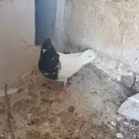 کله ای|پرنده|ایلام, |دیوار